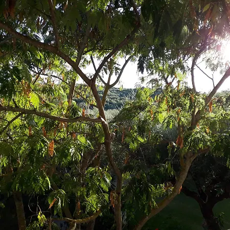 Oasis Amoudi